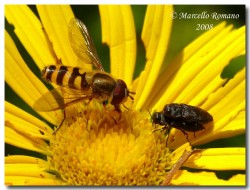 Insetti dalla Croazia: Indice fotografico